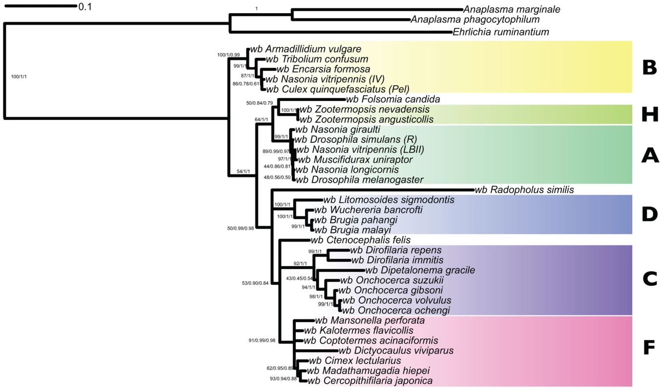 Analysis of the phylogenetic relationships of the <i>Wolbachia</i> nuclear insertions in the <i>Dictyocaulus viviparus</i> genome.
