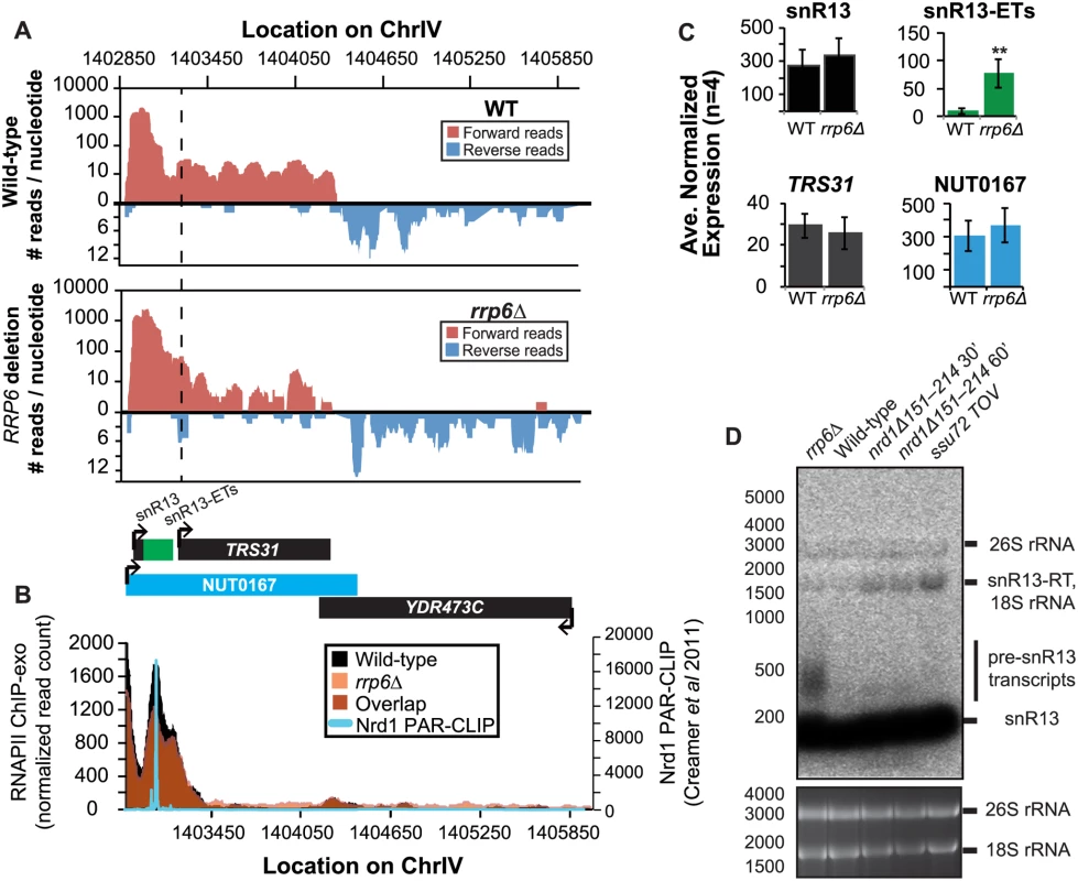Termination of the C/D box small nucleolar RNA snR13 transcript does not require Rrp6.