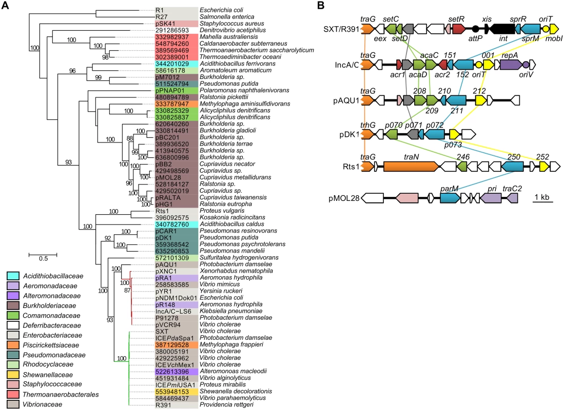 Genetic context and molecular phylogenetic analysis of SrpM.