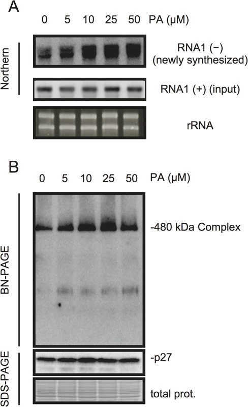 PA enhances accumulation of negative-strand RNA1 and the 480-kDa replicase complex in BYL.
