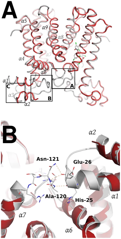 Structural comparison between the apo SmeT (in red) and the SmeT-Triclosan complex (in grey) structures.