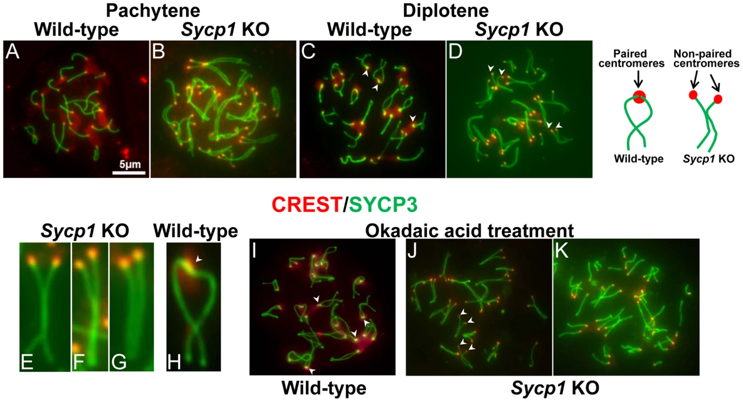 Centromere pairing is absent in <i>Sycp1</i> knockout spermatocytes.