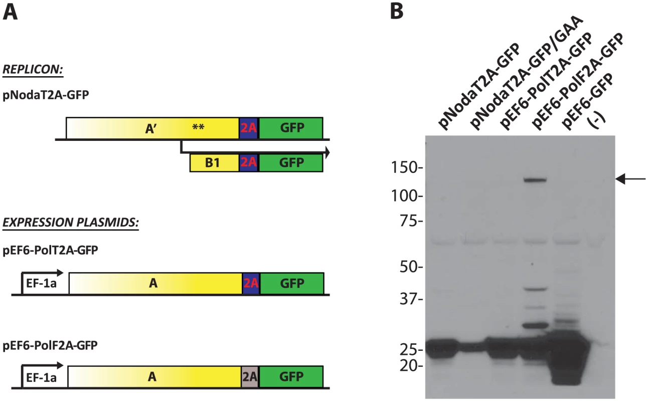 Processing of the GFP transgene by 2A cleavage peptides.