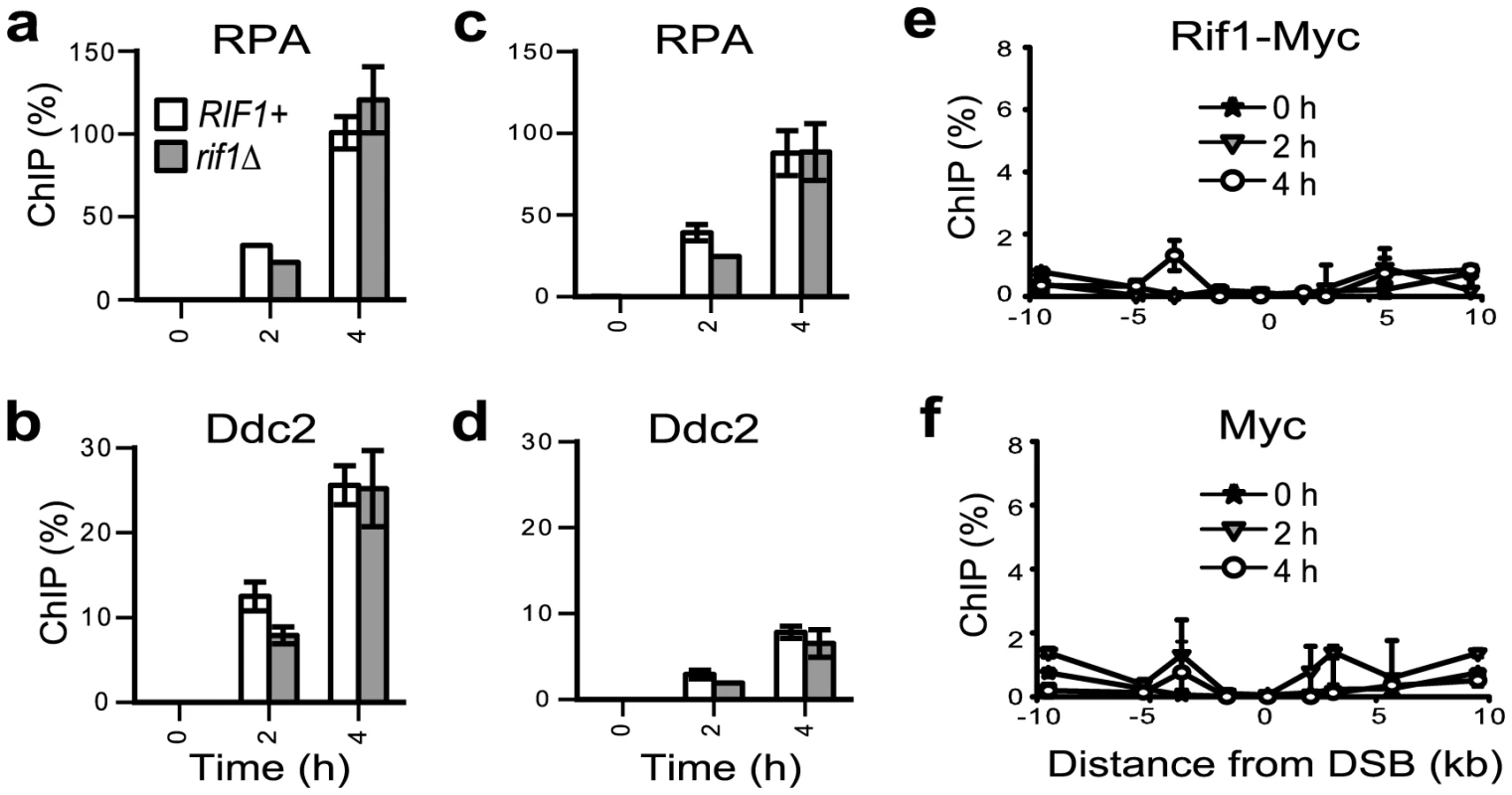 Rif1 does not associate with an HO-induced DSB. Strains were grown overnight on raffinose; galactose was added to the medium at time 0 and samples collected every 2 hours.