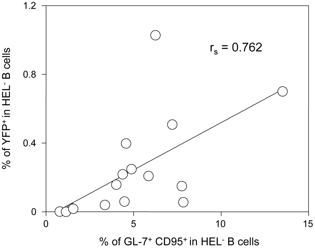 The frequency of infection correlates with the magnitude of the germinal center response in HEL<sup>−</sup> B cells.