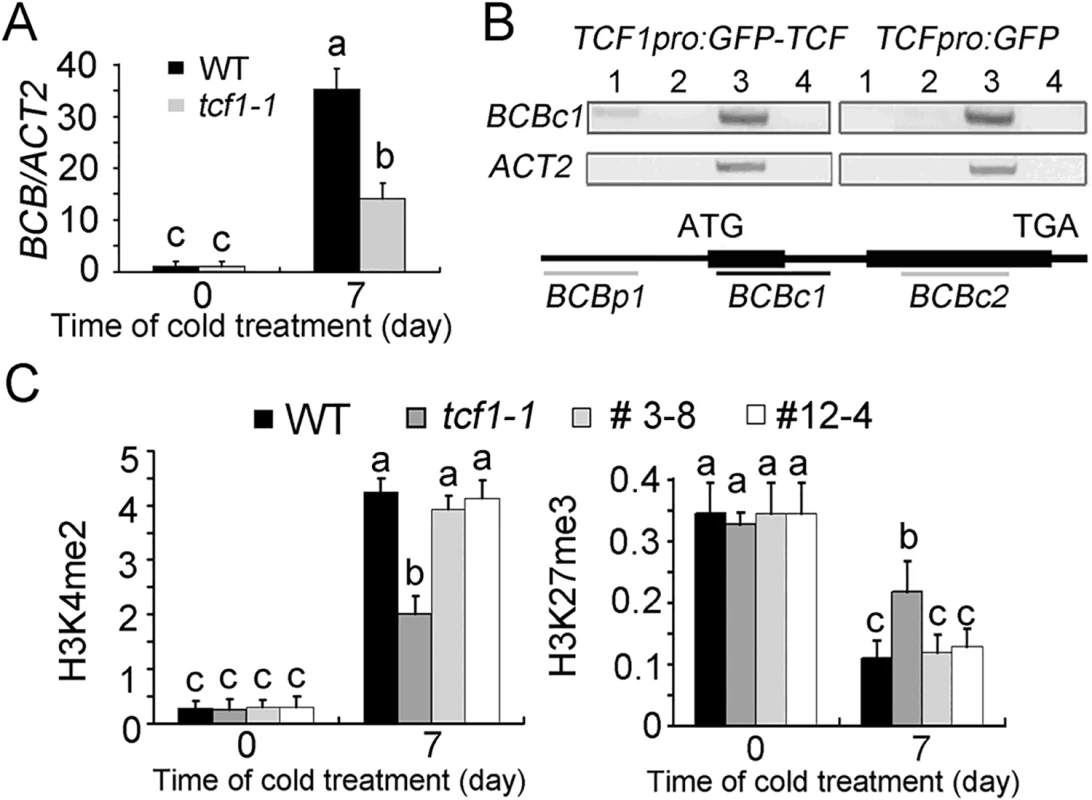 Chromatin immunoprecipitation assay of chromatin loci associated with TCF1.