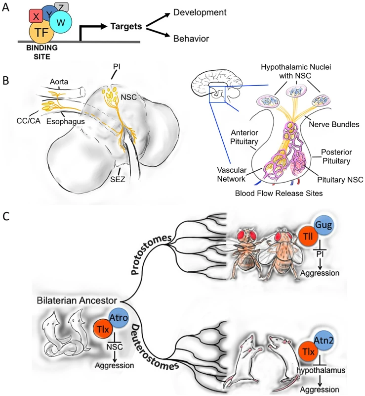 Evolutionary conservation of molecular and neuronal aggression mechanisms.