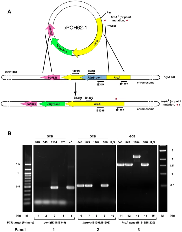 Strategy for complementation and insertion of point mutations in <i>B. burgdorferi hrpA</i>.