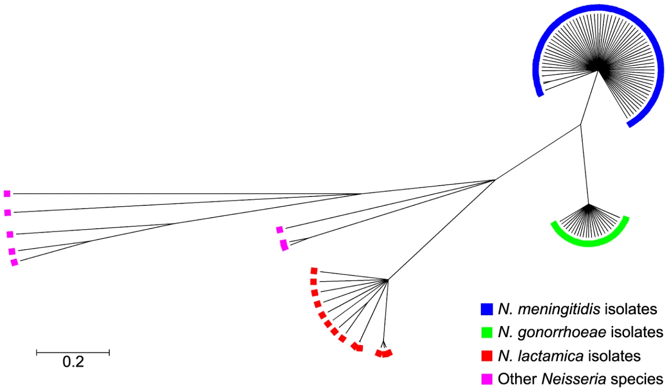 Genealogical representation of the <i>ccoP</i> gene among <i>Neisseria</i> strains using ClonalFrame.