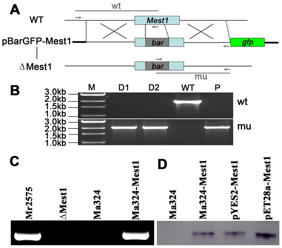 Disruption of the <i>Mest1</i> gene in <i>Metarhizium robertsii</i> Mr2575.