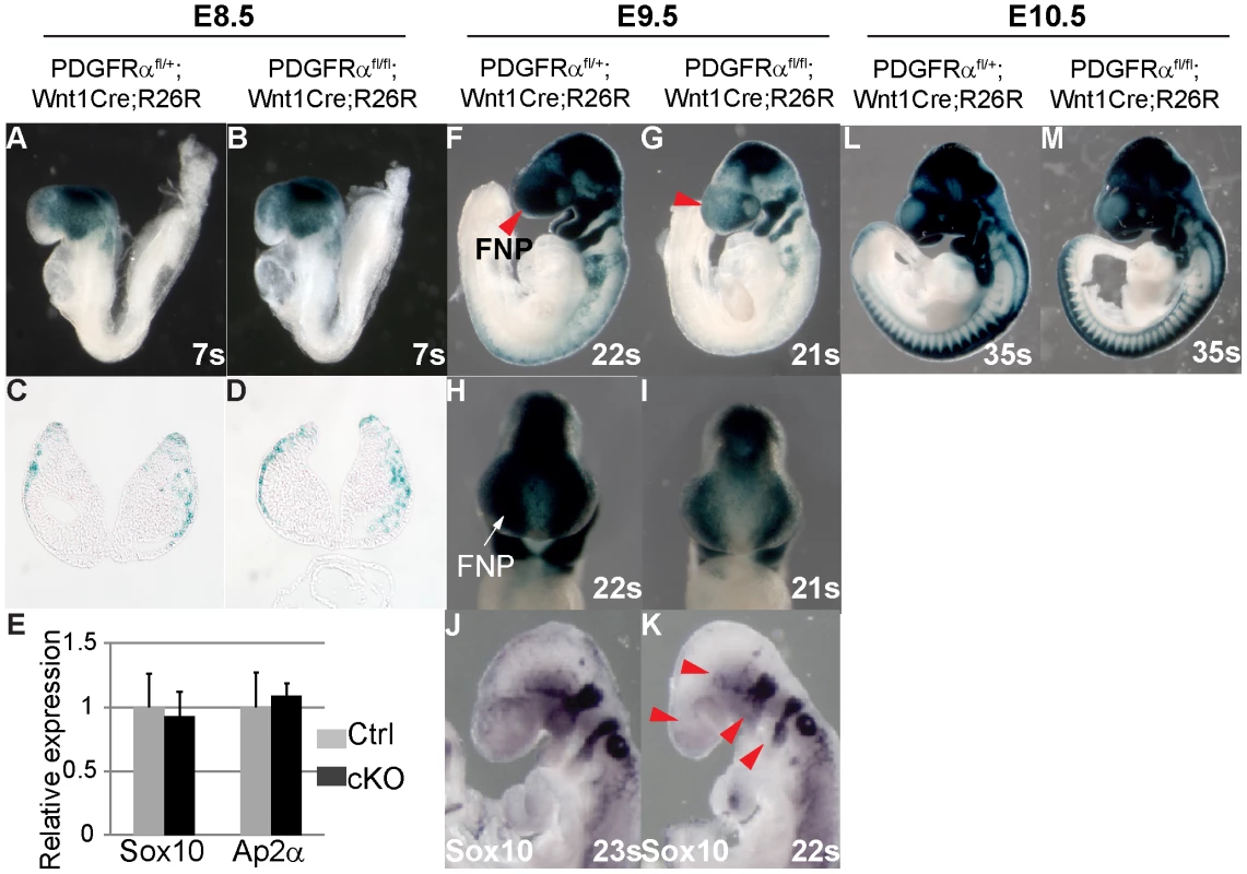 PDGFRα is required for proper population and migration of cranial neural crest cells.