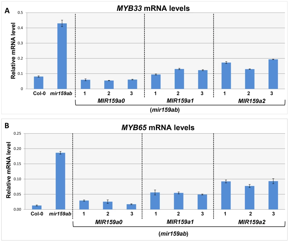 MiR159a1 and miR159a2 repress the endogenous <i>MYB33/MYB65</i> mRNA levels.