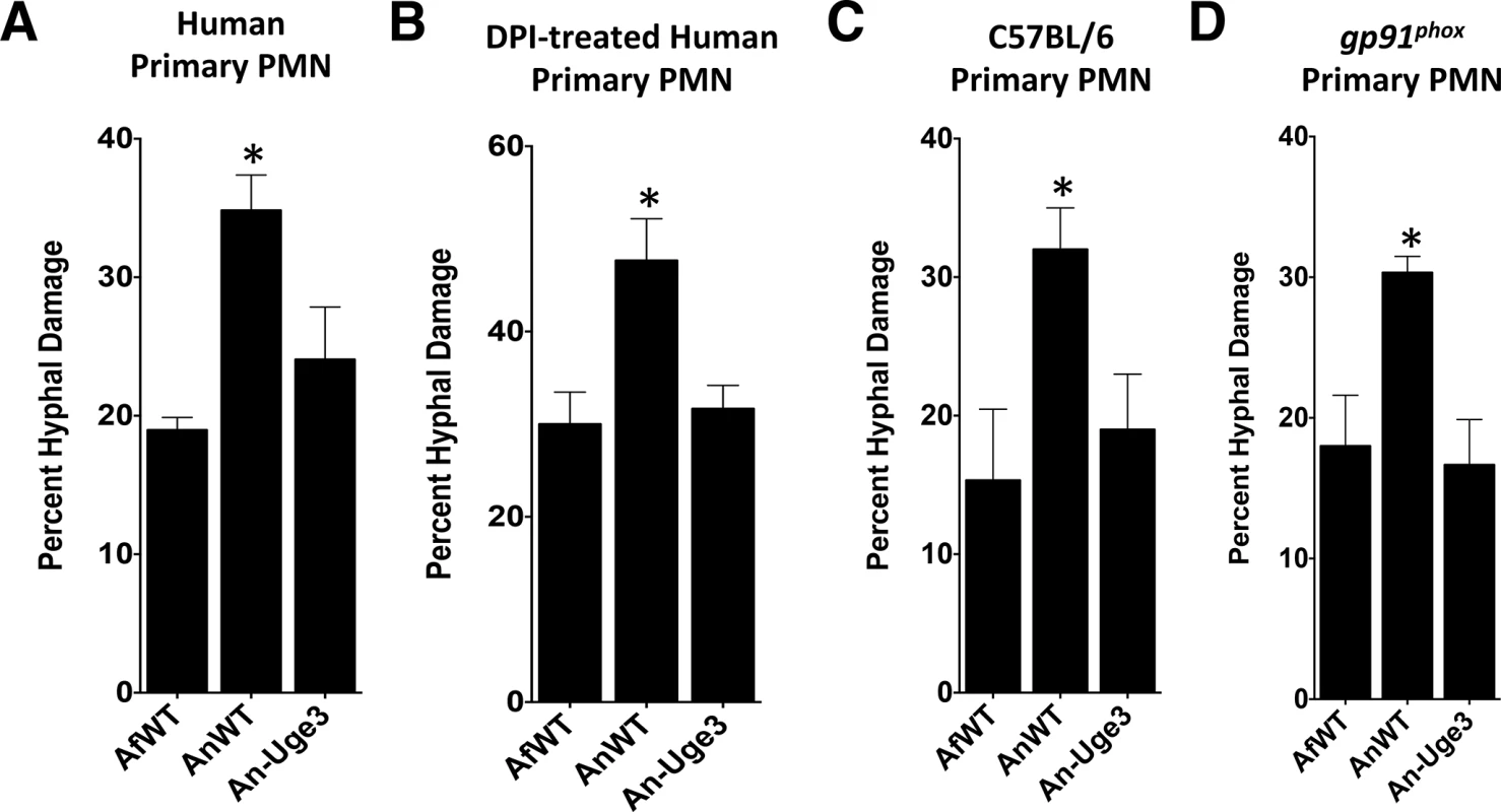 GAG-mediated resistance to neutrophil killing is dependent on neutrophil lysate content.