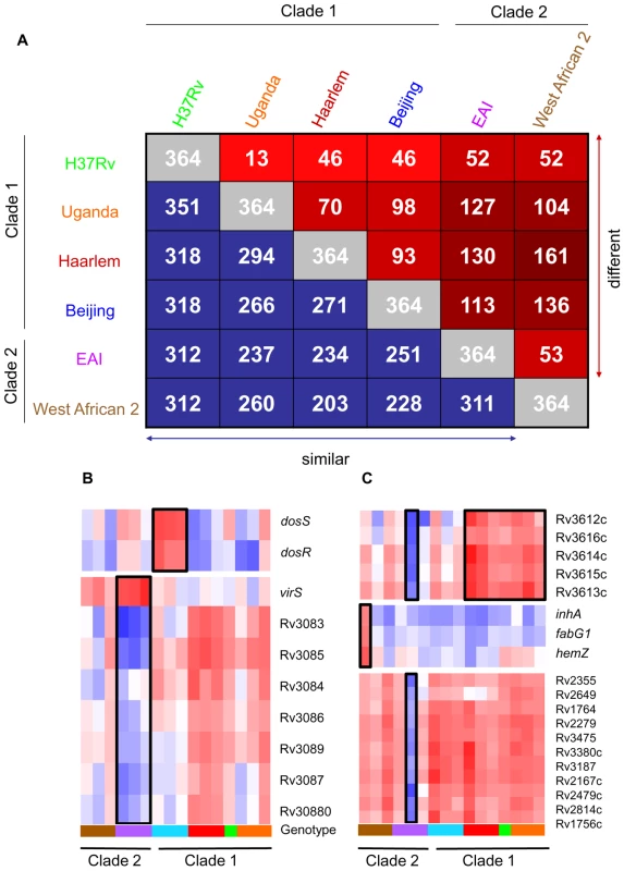 Identification of genotype- and strain- specific <i>in vitro</i> transcription profiles.