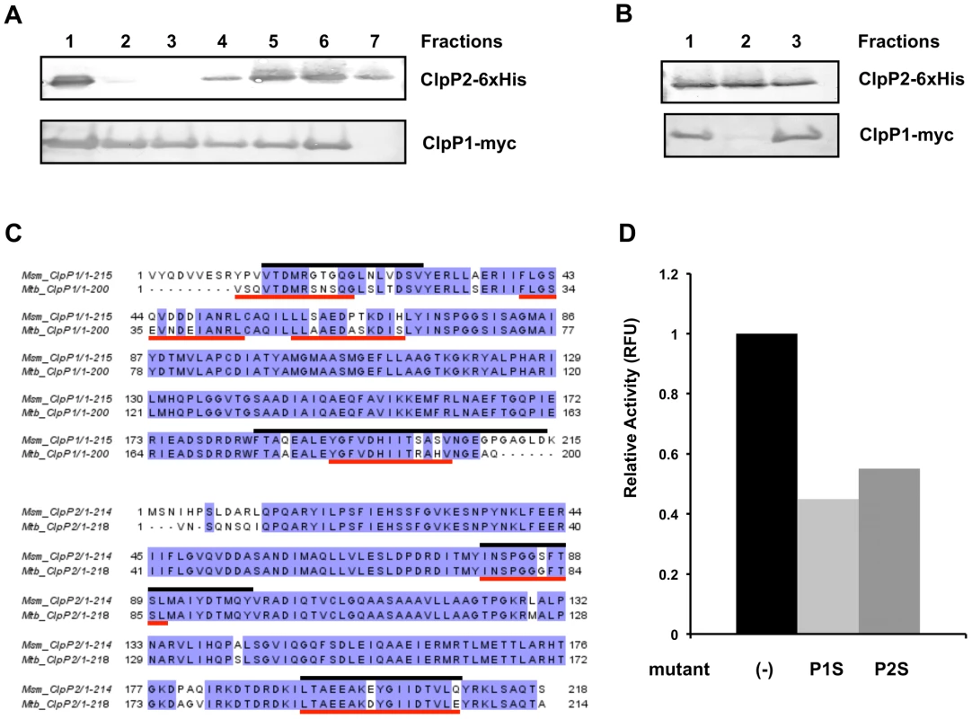 Mtb ClpP1 and ClpP2 interact, forming a multi-component protease, and share substantial similarity with ClpP1 and ClpP2 homologs in Msm.