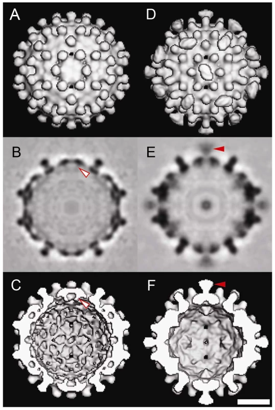 Three-dimensional structures of Cp183 Capsid and Cp183 Capsid/SRPKΔ.