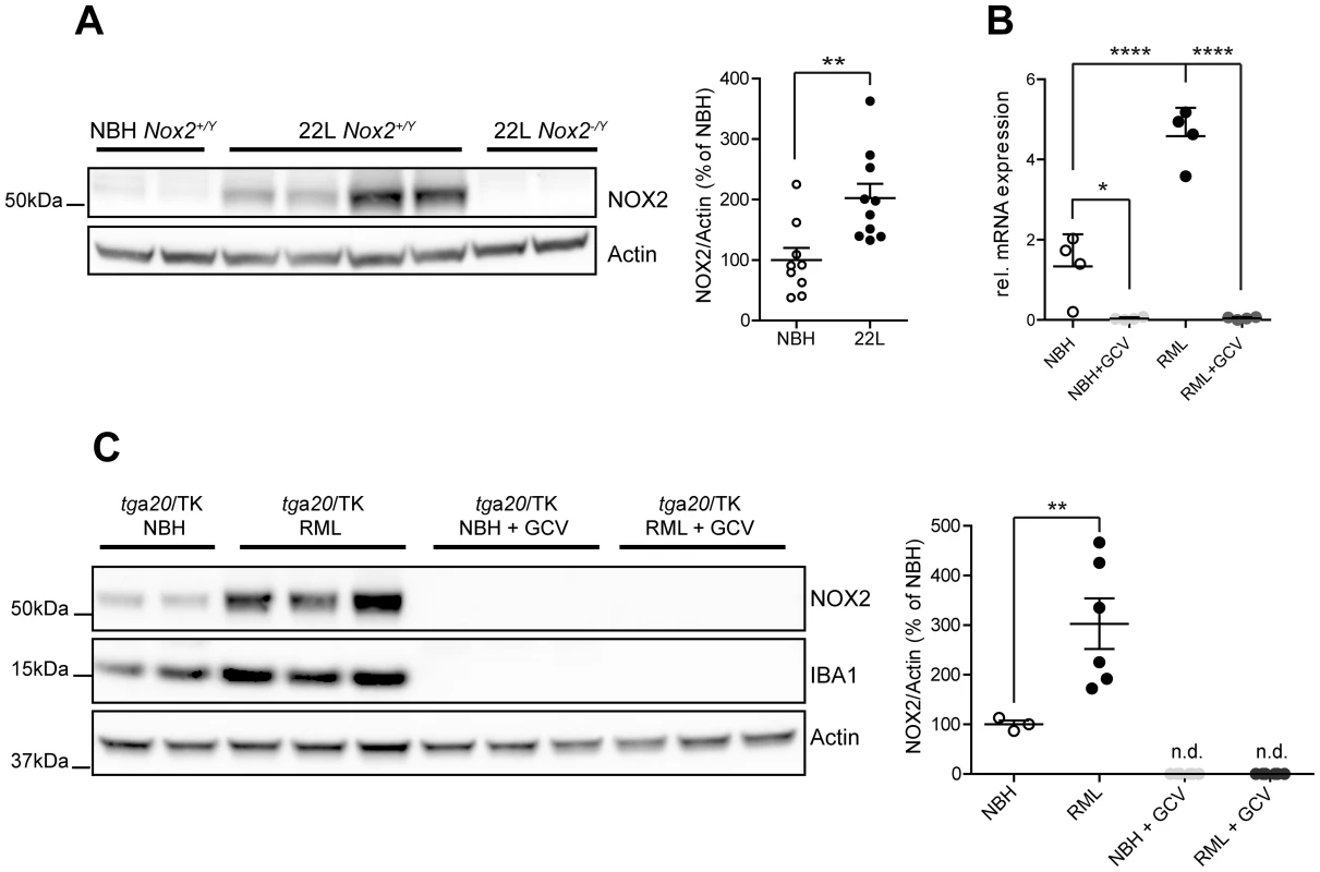 Analysis of NOX2 expression and cellular localization in mice.
