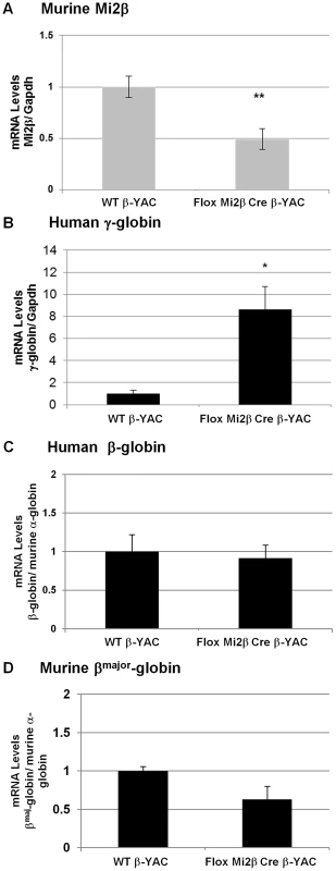 Expression of murine Mi2β and human and murine β-like globins in erythroid-specific conditional knockout Mi2β β-YAC transgenic mice.