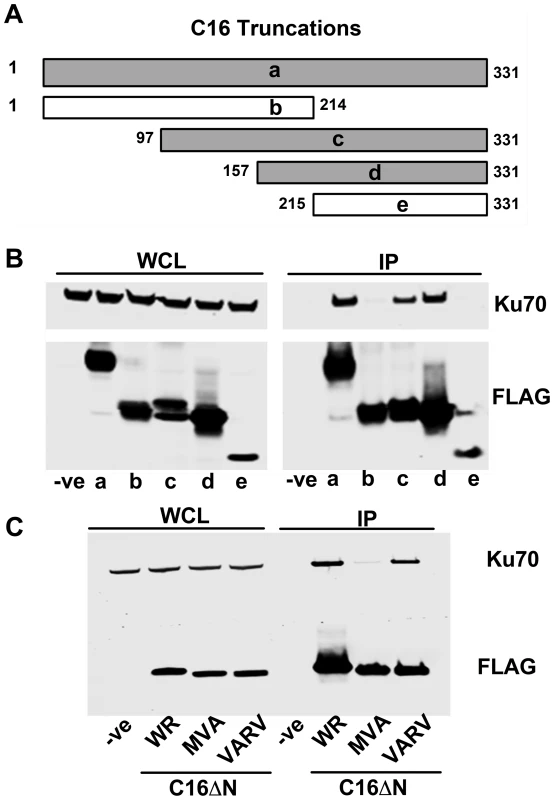 The C-terminal domain of C16 is sufficient for binding to Ku.