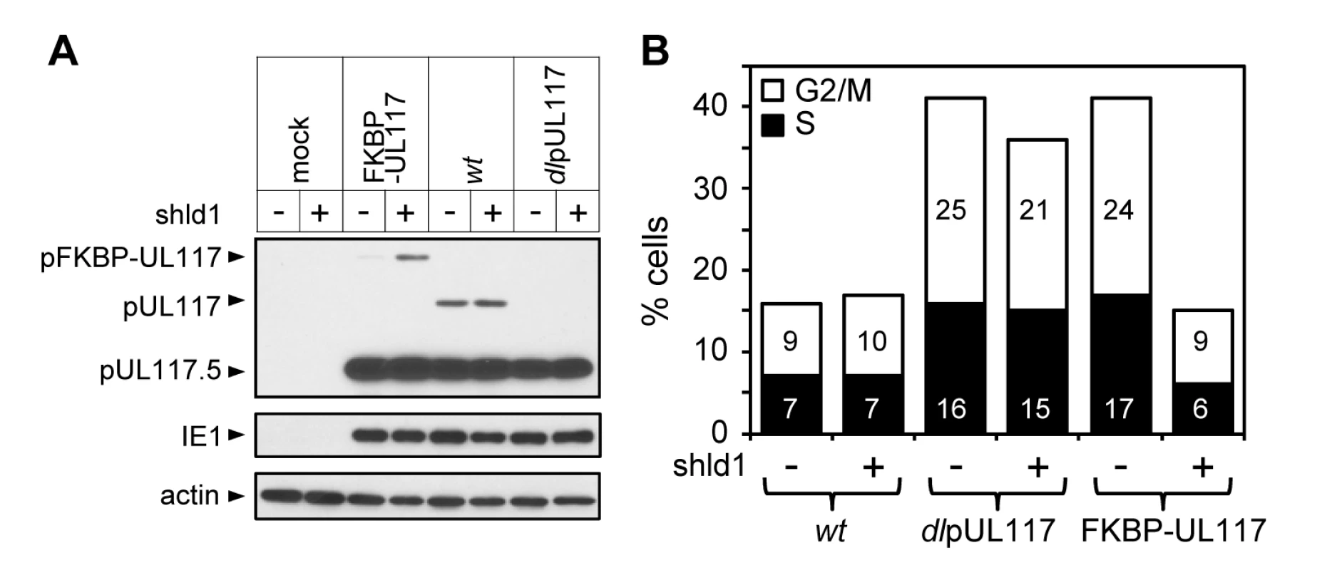 Lack of newly synthesized pUL117 was directly responsible for the failure of pUL117-deficient virus to block host DNA synthesis.