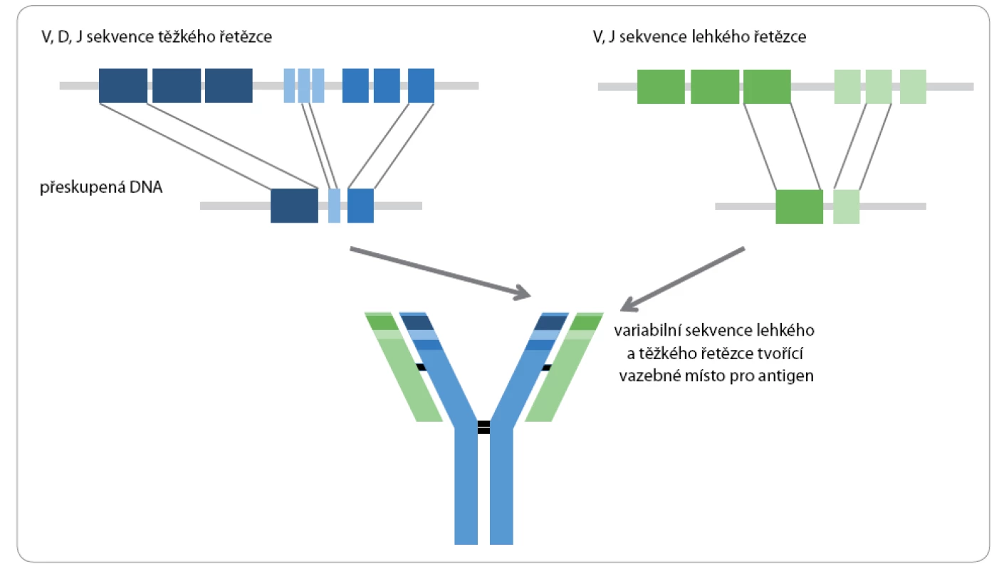 Schematické znázornění VDJ přesmyku genomové DNA těžkého (H) a lehkého (L) řetězce imunoglobulinu.