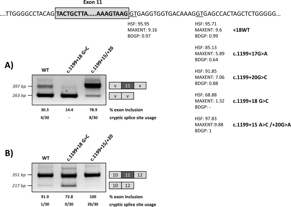 Effect of the modification of the intronic cryptic splice site on minigene splicing profile.