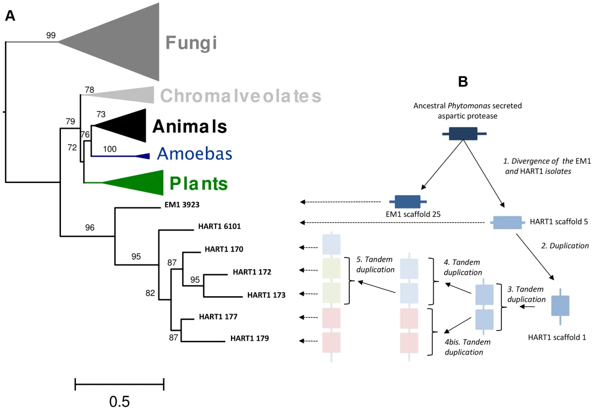 Duplication of ancestral <i>Phytomonas</i> secreted aspartyl protease sequences and maximum-likelyhood plylogenetic tree of aspartyl proteases.