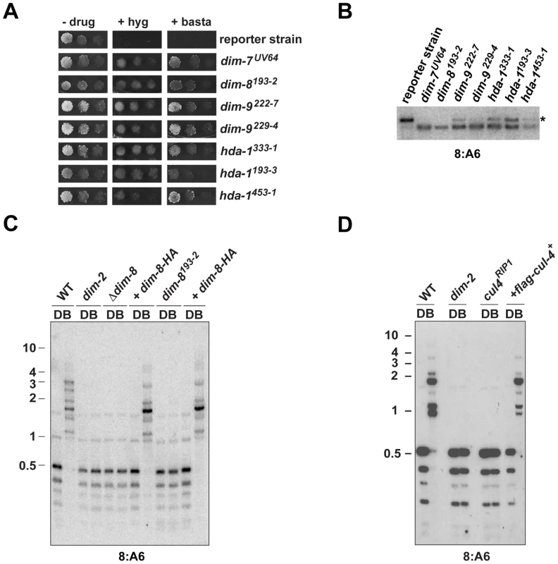 CUL4 and DDB1 are essential for DNA methylation.