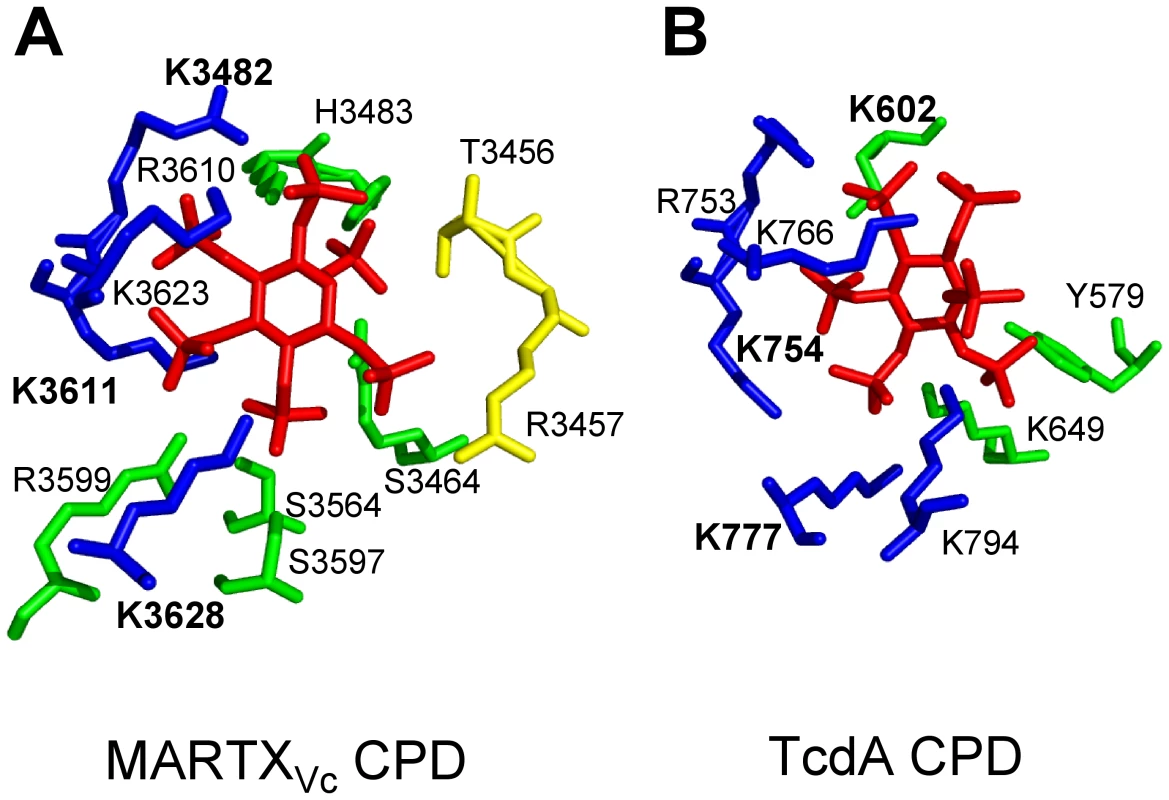 Side chain residues from CPD that contact InsP<sub>6</sub> in the structural models derived from crystal structures of MARTX<sub>Vc</sub> and TcdA CPD.