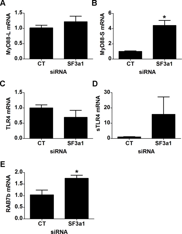 SF3a1 inhibition induces production of negatively acting splice forms of TLR signaling pathway genes.