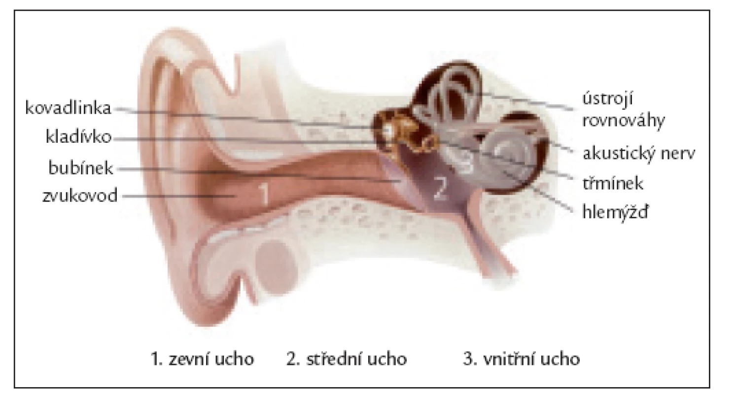 Periferní sluchový orgán.