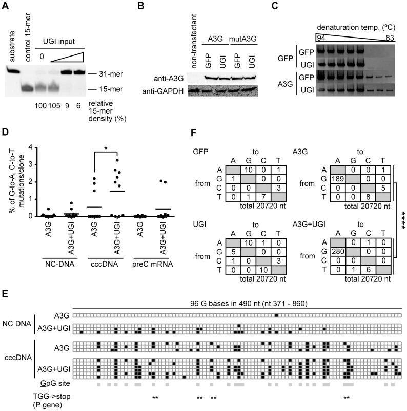 DHBV cccDNA was extensively hypermutated by A3G and repaired via the UNG-mediated BER pathway.