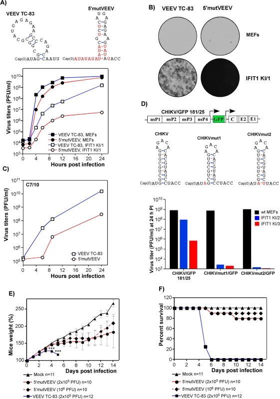 Alphavirus resistance to IFIT1 can be manipulated genetically and leads to virus attenuation.