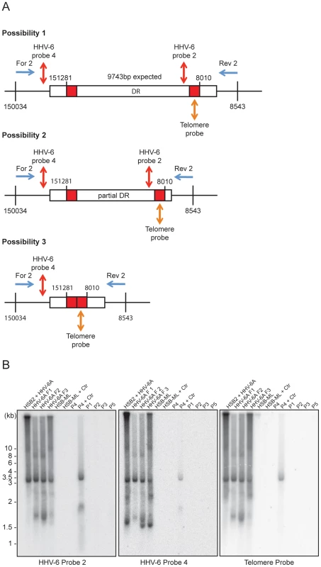 PCR amplification of circular HHV-6 genomes having a single direct repeat (DR).