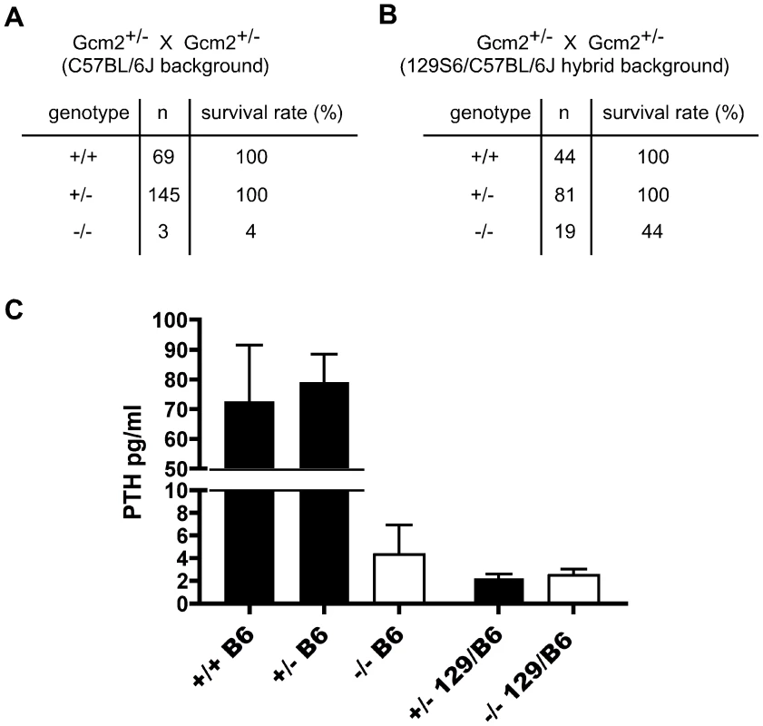 Increased lethality of aparathyroid <i>Gcm2</i><sup>−/−</sup> mutants on the C57BL/6J background is unrelated to serum PTH levels.