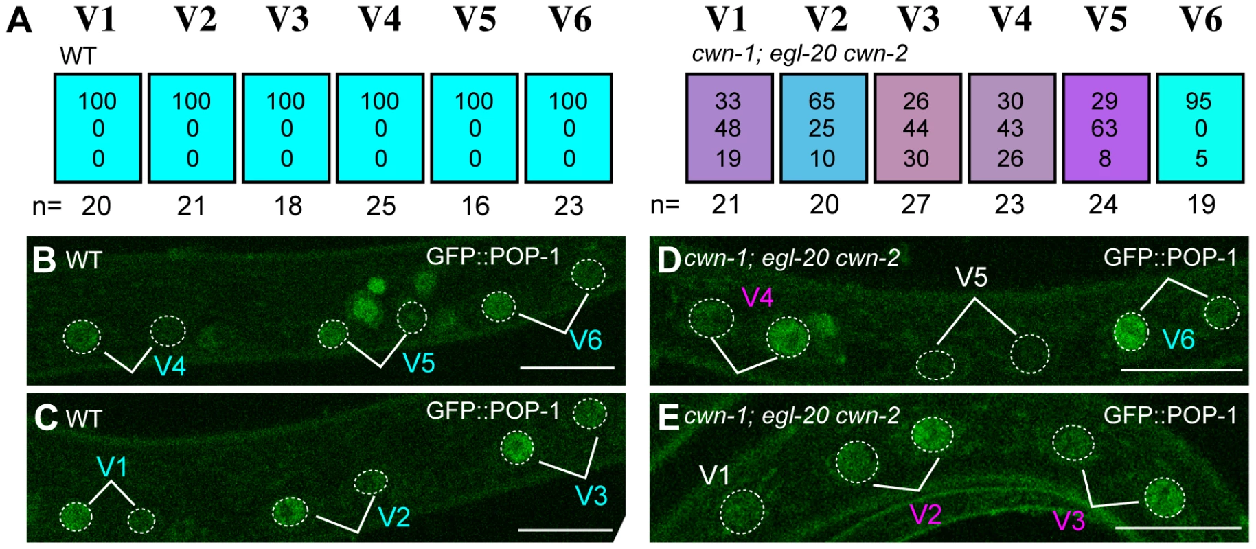 Wnts regulate the Wnt/ß-catenin asymmetry pathway in seam cells.