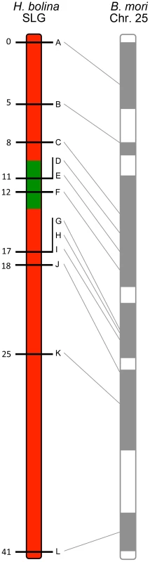 Recombinational map of the <i>H. bolina</i> chromosome carrying the suppressor locus.