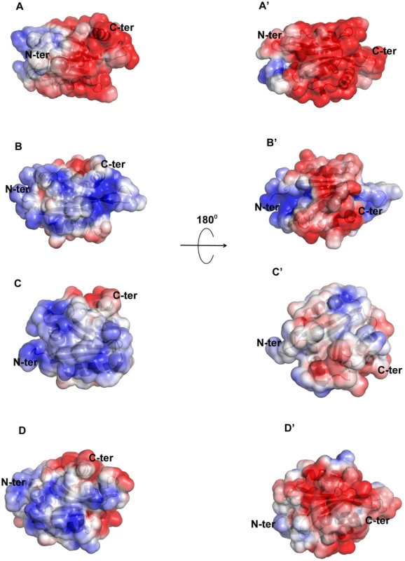 Molecular surface charge distribution of EhCoactosin and homologous proteins.