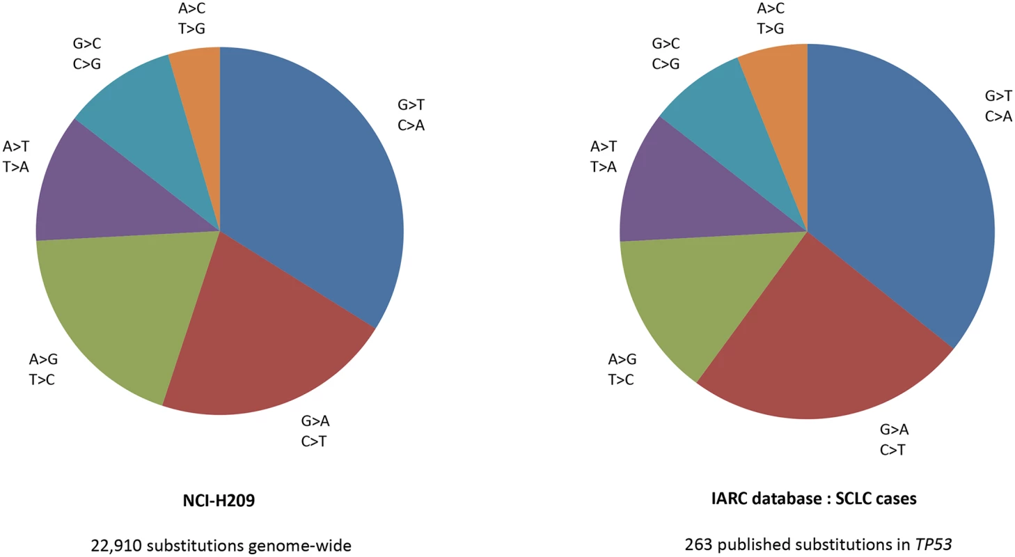 Comparison of (i) the distribution of 22,910 mutations identified from sequencing on SCLC line [<em class=&quot;ref&quot;>19</em>], with (ii) 263 published mutations from 253 SCLCs.