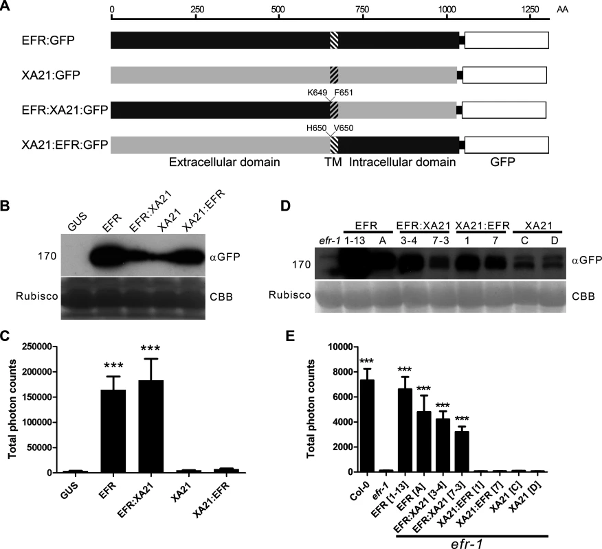 The EFR:XA21 chimera confers immune signaling in <i>N. benthamiana</i> and <i>A. thaliana</i>.