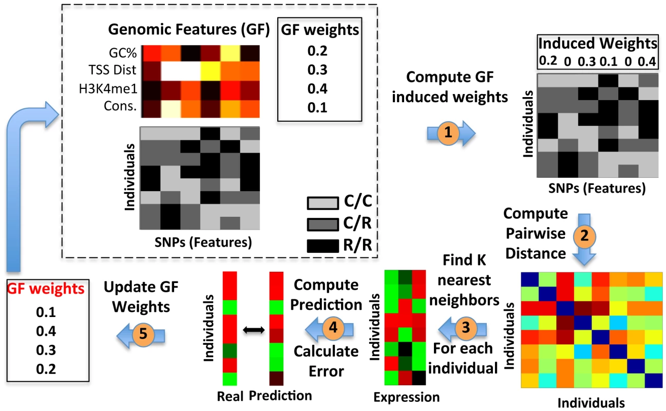 Extending the K-Nearest-Neighbor algorithm to integrate genomic features.