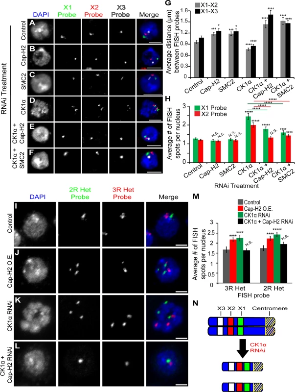 CK1α depletion increases chromosome compaction and unpairing activity in Kc cells.