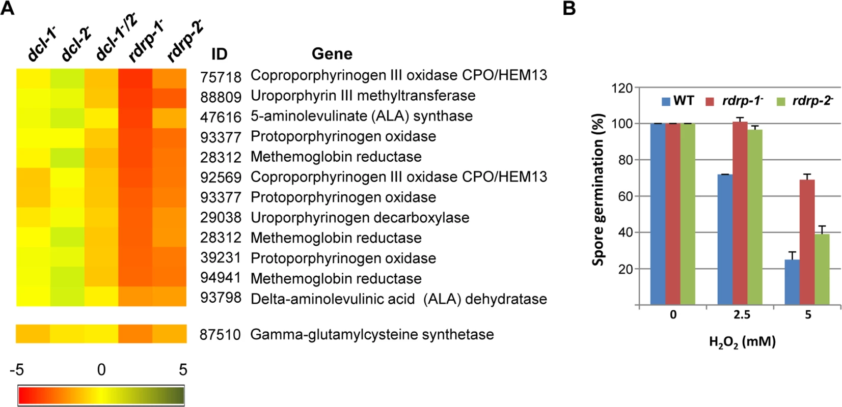 Differential regulation of genes involved in heme B biosynthesis or metabolism and oxidative stress response in <i>rdrp-</i> mutants.