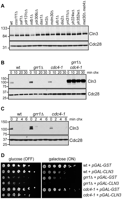 Cln3 degradation is redundantly regulated by Cdc4 and Grr1.