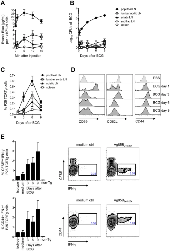 Detection of BCG in the DLN correlates with the priming of P25 TCRTg cells.