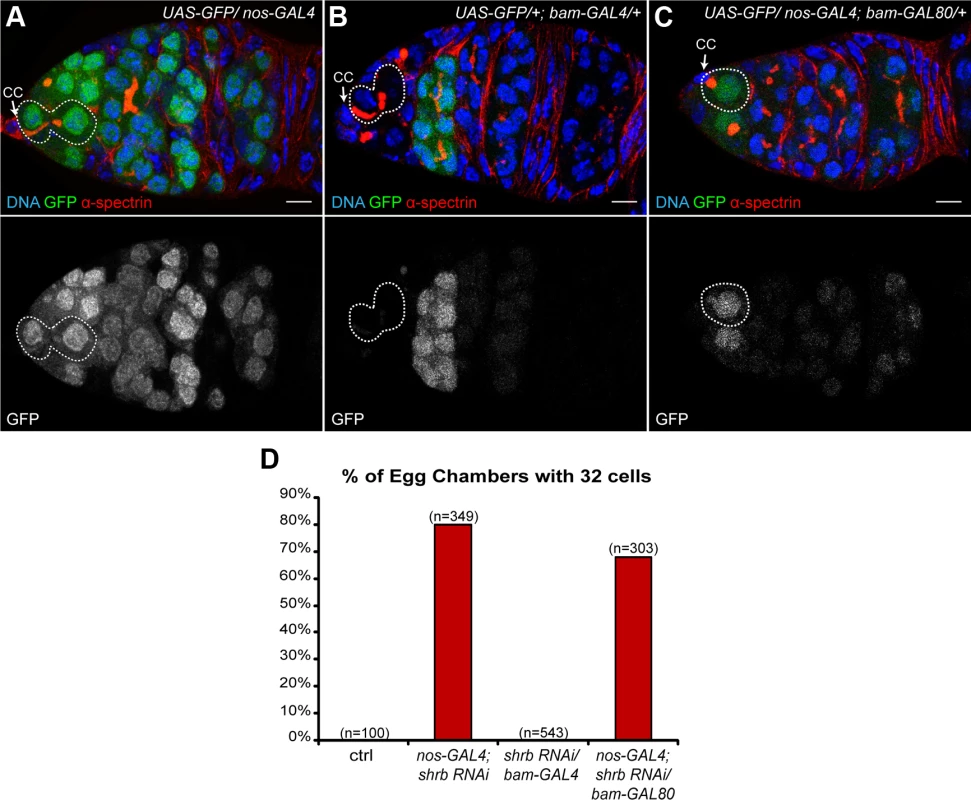 The loss of Shrub in germline stem cells induces the formation of 32-cell egg chambers.