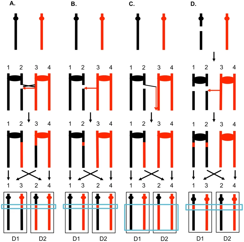 Patterns of mitotic gene conversions and crossovers.