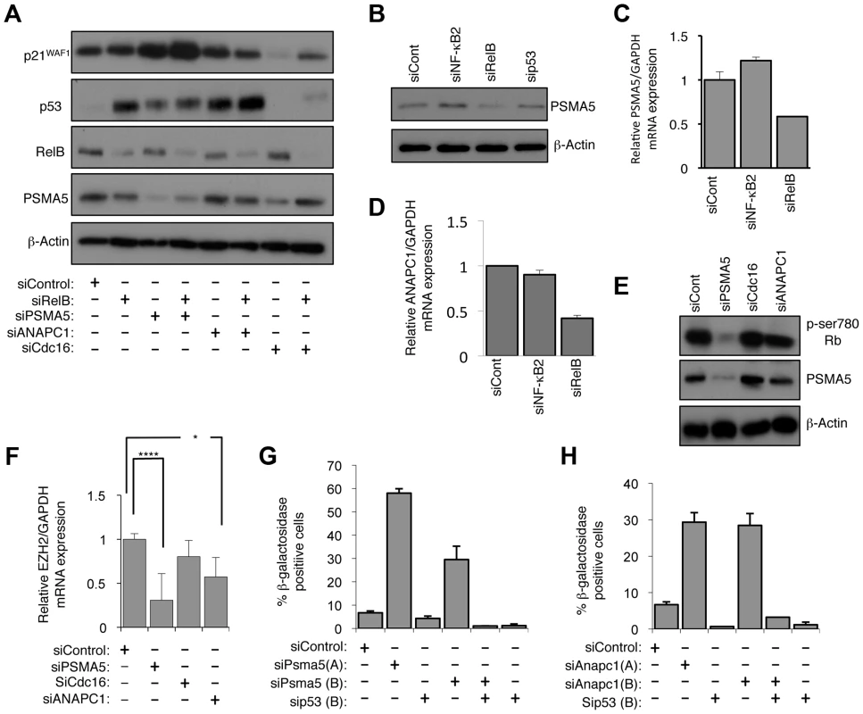 RelB controls Rb phosphorylation, EZH2 expression and senescence through PSMA5 induced regulation of p21<sup>WAF1</sup> and p53 protein stability.