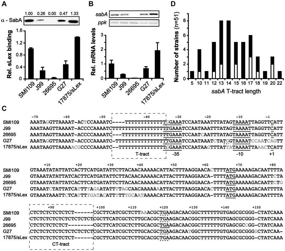 Interstrain variation of <i>sabA</i> mRNA levels, SabA protein expression and functional sLex-receptor binding.