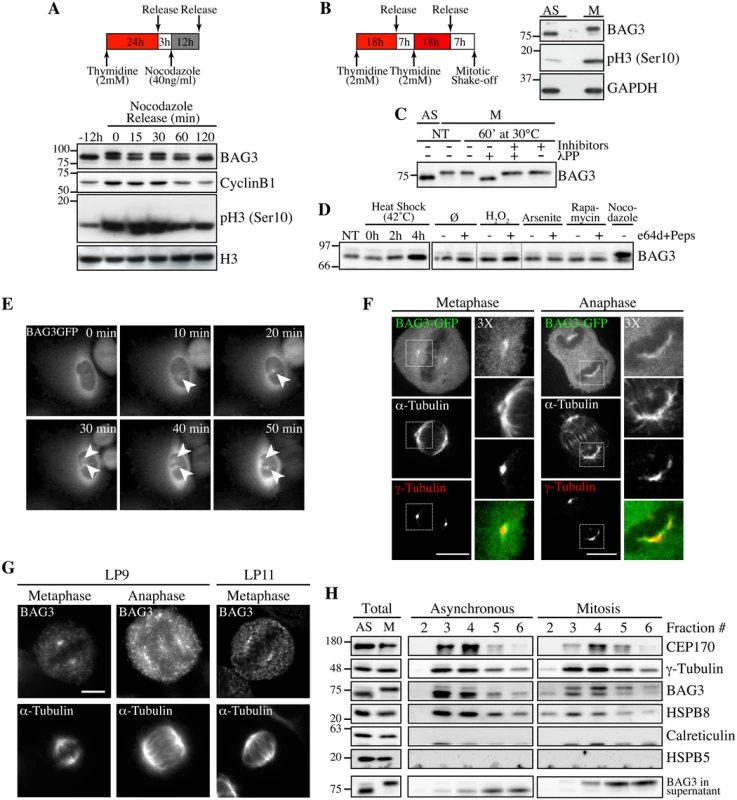 Hyperphosphorylation and centrosomal localization of BAG3 in mitotic cells.
